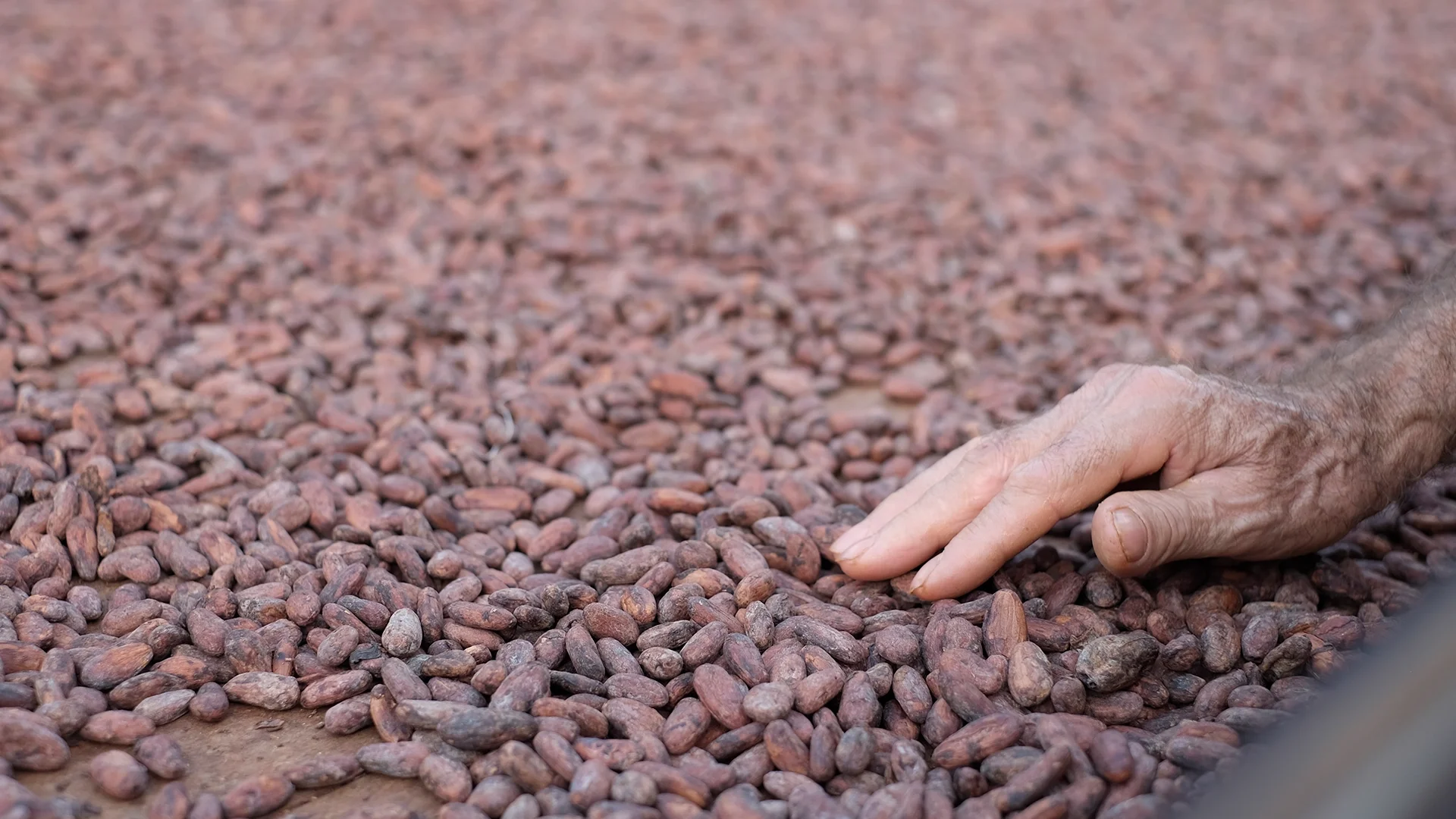 Close-up of a weathered hand brushing cocoa beans spread on a dirt surface.