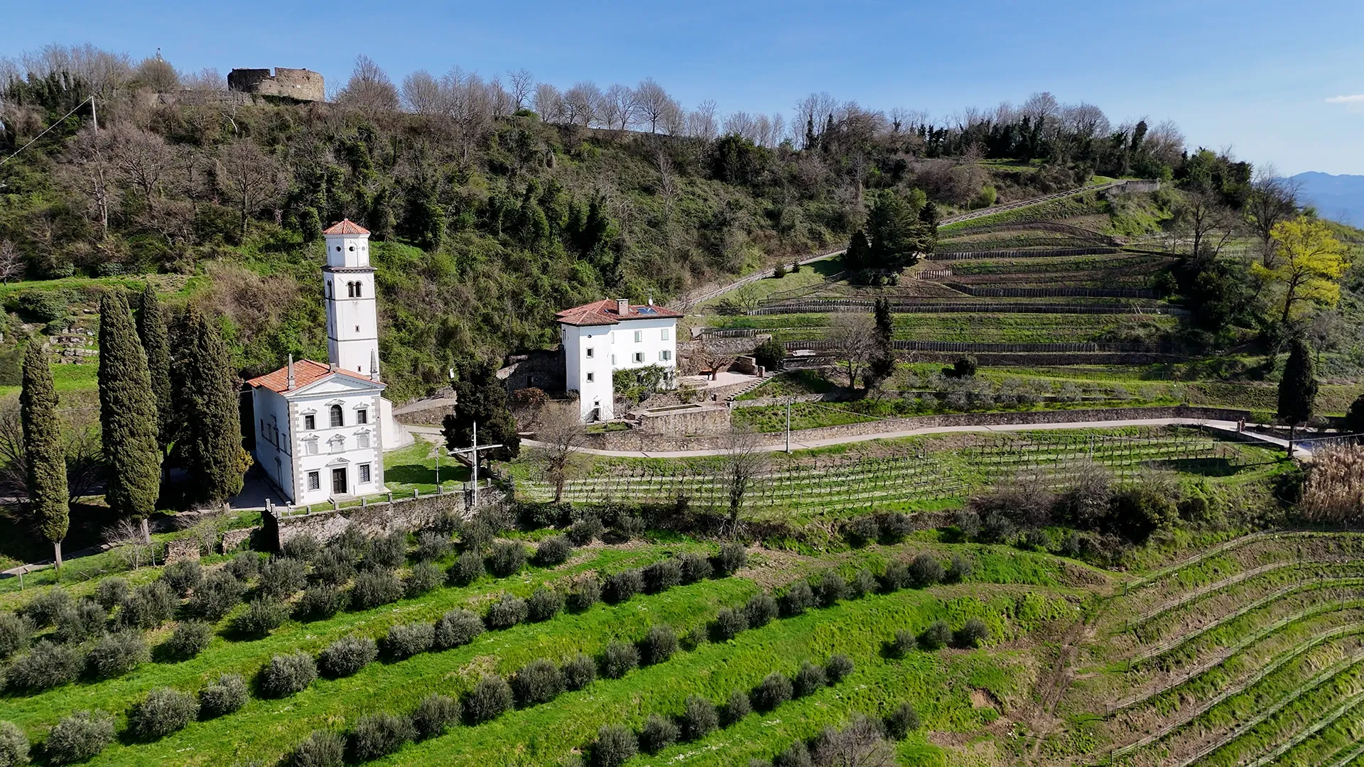 White church with bell tower on a terraced hillside, surrounded by olive trees and vineyards under a blue sky.